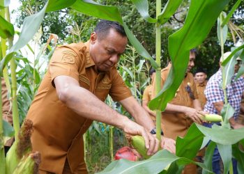 Hadiri Panen Jagung Kelompok Tani Garolaha, Wali Kota dan Wakil Wali Kota Tidore Beri Kepastian Pasar untuk Hasil Pertanian
