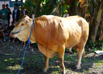 Pemkot Tidore Kepulauan Mendapatkan Bantuan Hewan Qurban Dari Presiden RI