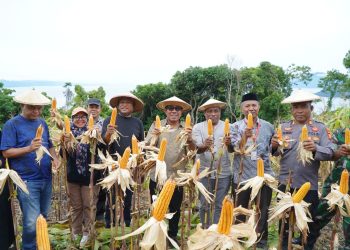 Mendukung Ketahanan Nasional, Kelompok Tani Pelopor Gurabati Gelar Panen Raya Jagung