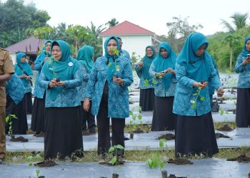 Membantu Menekan Angka Inflasi, PPK Kota Tidore Berpartisipasi Dalam Gertam Cabe