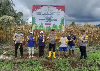 Panen Jagung Melimpah, Petani Hero Ino dan Polsek Tobelo Selatan Rayakan Panen Raya 2025