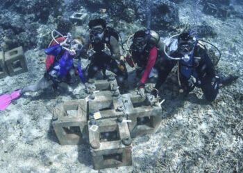 Eksplorasi Marischka Prudence Ungkap Pesona Tersembunyi di Laut Pulau Obi